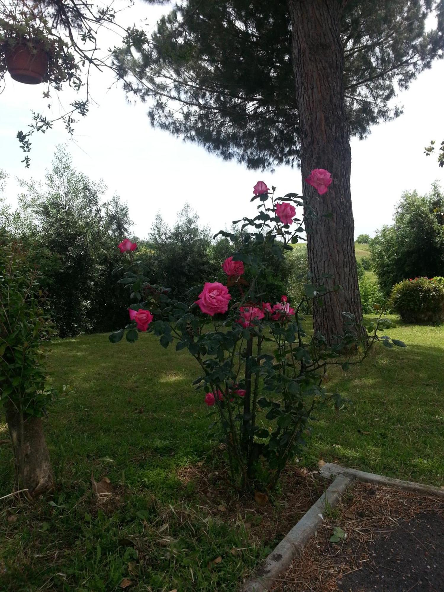 La Finestra Sul Cortile Bed and Breakfast Pomezia Exteriör bild